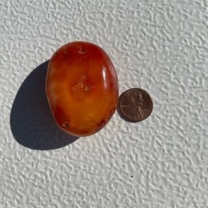 Carnelian Palm